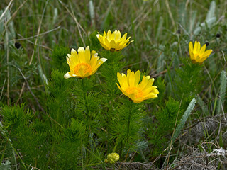 The Adonis vernalis or eye of pheasant on the coastline Black sea in spring, the wild beautiful yellow flower of Cape Kaliakra, Bulgaria.