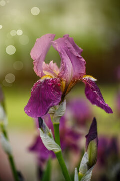 Beautiful flowers Irises