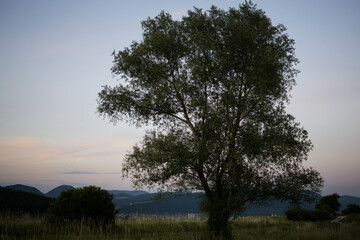 Abandoned tree on meadow during sunset. Slovakia