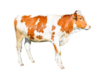 Beautiful young red and white spotted cow isolated on white. Funny red cow full length isolated on white.