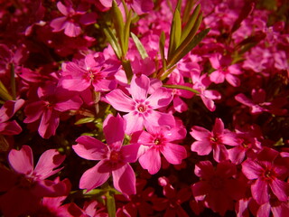 many beautiful pink flowers background / wallpaper