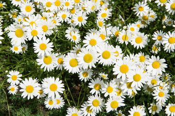 Chamomile growing on a flower bed