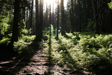 Sun and shadows in forest. Slovakia