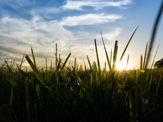 Sunset on meadow with hills and tree. Slovakia