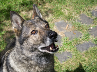 German Shepherd dog playing. Slovakia