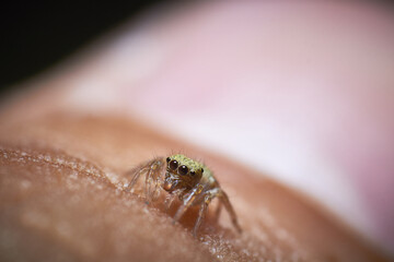 A tiny jumping spider close up