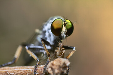 robberfly eating an insect close up