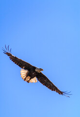 Bald Eagle Flying