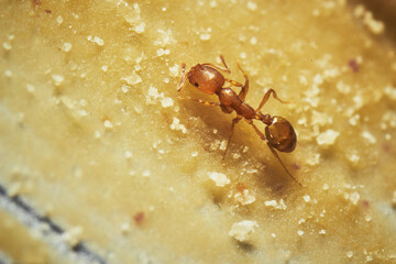 A macro shot of red imported fire ants eating peanut butter