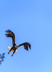 Bald Eagle Flying