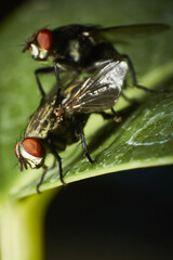 A macro shot of flies having sex
