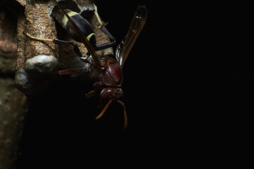 A macro shot of a wasp isolated on black background