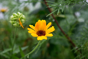 Yellow flower in nature. Slovakia