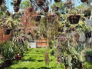 Hanging gardens in a back yard, plants in hanging pots