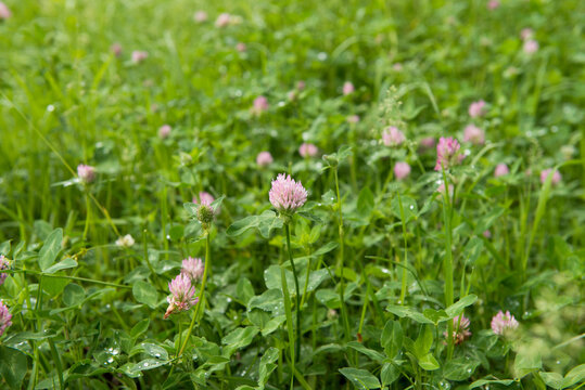 Clover growing on a meadow