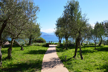 Pathway with olives trees in the hills of the park Parco Pubblico Tomelleri in Sirmione town, Italy 