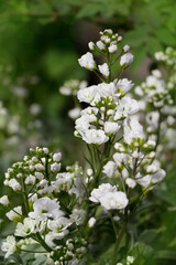 Beautifull floral background.Mathiola flowers in the garden.Spring, easter or gardening concept.