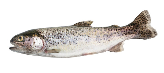 Trout fish isolated on white without shadow