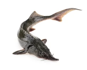 Foto auf Acrylglas Fresh sturgeon fish isolated on white © azure