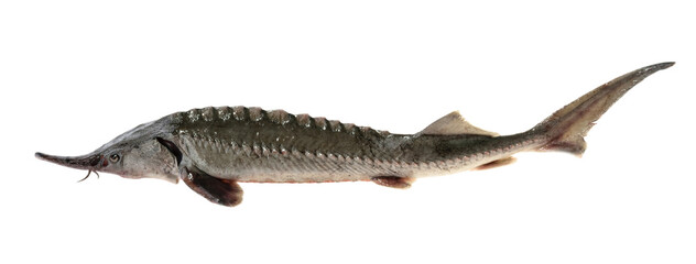 Fresh sturgeon fish isolated on white without shadow