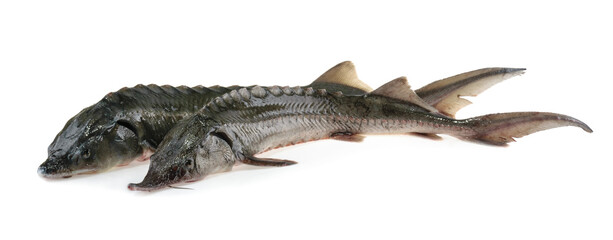 Fresh sturgeon fish isolated on white