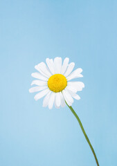 Chamomiles on blue background