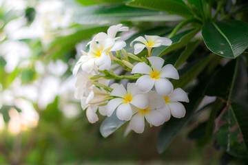 White Plumeria or frangipani in the garden. Plumeria flowers in nature