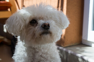 Cute small white bichon dog resting. Slovakia