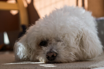 Cute small white bichon dog resting. Slovakia