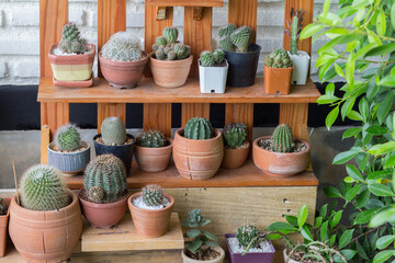 Little cactus plant in the flowerpot. Various cactus plants in retro effect image.(selective focus )