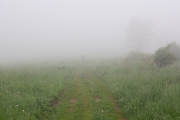 Fototapeta na wymiar Path on a misty meadow. Slovakia