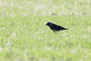 Jackdaw Looking for food in grass