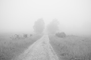 Tree in the fog over the meadow with view. Slovakia