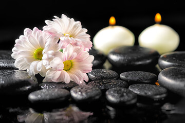 spa concept of blooming white daisy flowers, candles and zen basalt stones with water drops on black background