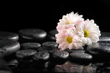 beautiful spa setting of blooming white chrysanthemum flowers and zen basalt stones with water drops on black background