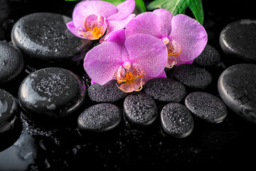 Fototapeta na wymiar beautiful spa setting of blooming twig lilac orchid flower, green leaves with water drops and zen basalt stones on black background