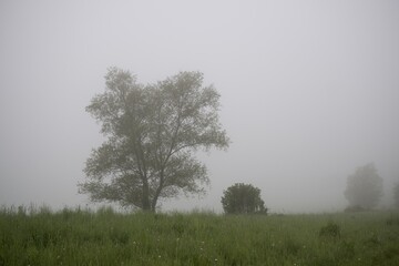 Obraz premium Tree in the fog over the meadow with view. Slovakia