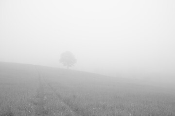 Tree in the fog over the meadow with view. Slovakia