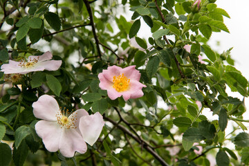 Blooming rose in spring