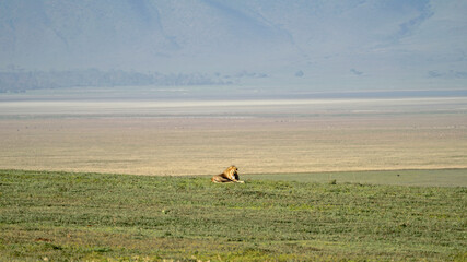 Lions of Ngorongoro Crater, Tanzania