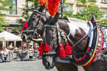 Tourists attraction in the Old city of Krakow.Horse carriage for city sightseeing tours in Kraków's main market square .