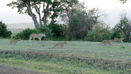 Obraz na płótnie Canvas Lions of Ngorongoro Crater, Tanzania