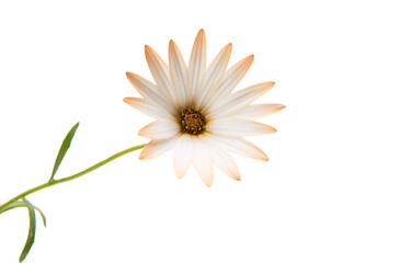 Cape daisies isolated on white background