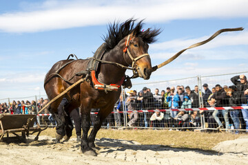 Horse heavy pull tournament