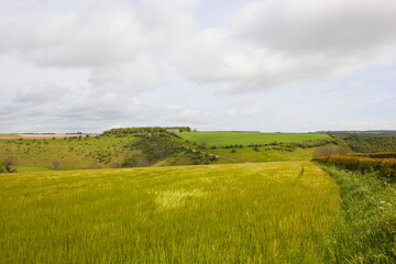 scenic hills and barley