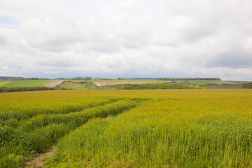 Fototapeta na wymiar yorkshire wolds barley