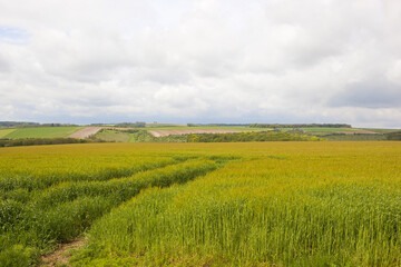 yorkshire wolds barley