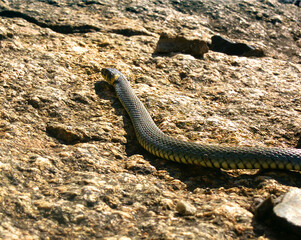 grass snake on rock 1