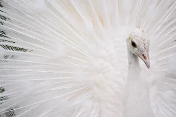 Crédence de cuisine en verre imprimé Paon Les paons blancs mâles sont écartés des plumes de la queue XIV
