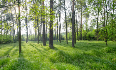 Springtime green forest with sun beams. European greenwood in Polish countryside.